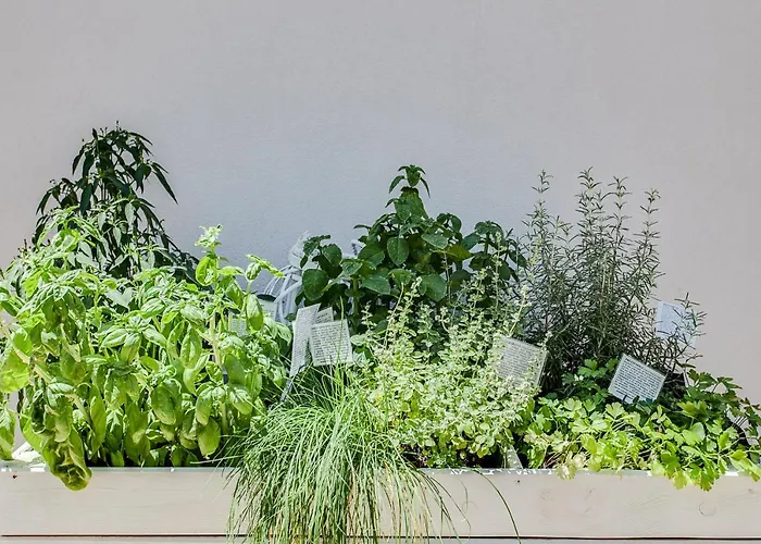 Residenza Aurora Del Mare מלון דירות